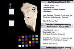 Foto (Objket + Etiketten) von Galatheiodea indet. 